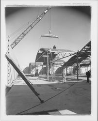 Todd Construction and Taylor Roofing erecting a building, Rohnert Park, California, 1958 (Digital Object)