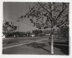 Street in the Montgomery Village area, Santa Rosa, California, 1960 (Digital Object)