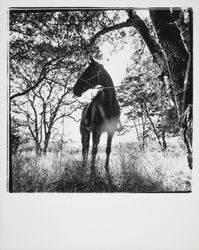 Horseback riding at Annadel State Park, Santa Rosa, California, 1971 (Digital Object)