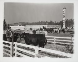 Cattle at the Flamingo on exhibit at a Beef Council Convention, Santa Rosa, California, 1958 (Digital Object)
