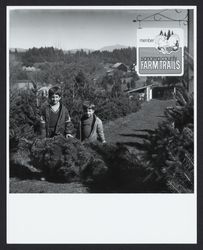 Getting a Christmas tree at the tree farm, Sebastopol, California, 1977 (Digital Object)
