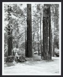 Woman sitting on a redwood stump in a redwood grove, Sonoma County, California, 1967 (Digital Object)