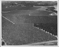 Aerial view of orchards near Healdsburg, California, 1976 (Digital Object)