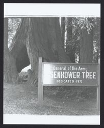 General of the Army Eisenhower Tree, Healdsburg, California, 1979 (Digital Object)