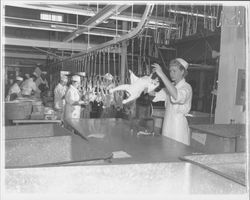 Weighing a chicken carcass at the California Poultry, Incorporated, Fulton, California, 1958 (Digital Object)