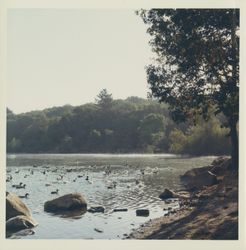 Ducks at Spring Lake, Santa Rosa, California, 1970 (Digital Object)