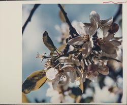 Apple blossom, Sebastopol, California, 1970 (Digital Object)