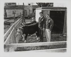 Future Farmers of America members with their cattle, Santa Rosa, California, 1959 (Digital Object)