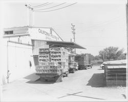 Delivery trucks carrying live chickens parked outside the California Poultry, Incorporated, Fulton, California, 1958 (Digital Object)