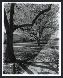 Trees in bloom along Sonoma Avenue in Montgomery Village area, Santa Rosa, California, 1957 (Digital Object)
