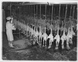 Workers and chicken carcasses at the California Poultry, Incorporated, Fulton, California, 1958 (Digital Object)