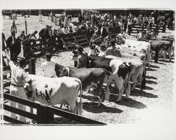 Judging of cows at the Sonoma-Marin Fair, Petaluma, California, 1937 (Digital Object)