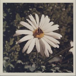 Shasta daisy, Santa Rosa, California, 1970 (Digital Object)