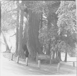 General of the Army Eisenhower Tree, Healdsburg, California, 1979 (Digital Object)