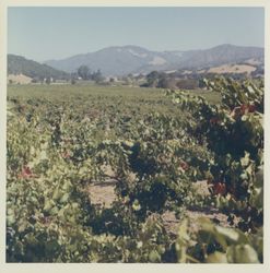 Vineyard near Asti, California, 1970 (Digital Object)