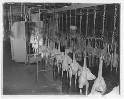 Chicken carcasses emerge from the plucking machine at the California Poultry, Incorporated, Fulton, California, 1958 (Digital Object)