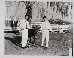 Future Farmers of America members with their cattle, Santa Rosa, California, 1959 (Digital Object)