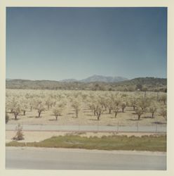 Prune orchard, Healdsburg, California, 1970 (Digital Object)