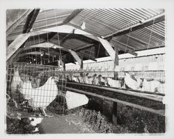 Hens in cages, Petaluma, California, 1958 (Digital Object)