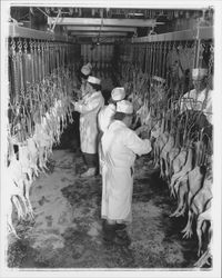 Workers and chicken carcasses at the California Poultry, Incorporated, Fulton, California, 1958 (Digital Object)