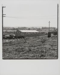 Wickes Lumber, Petaluma, California, 1977 (Digital Object)