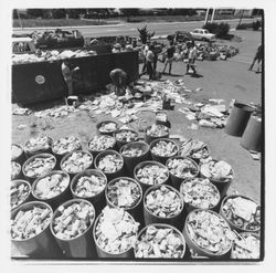 Metal can barrels at the Recycling Center, Santa Rosa, California, 1971 (Digital Object)