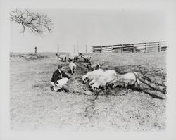 Santa Rosa High School FFA member with his sheep, Santa Rosa, California, 1959 (Digital Object)