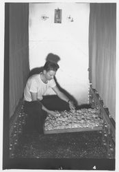 Lloyd Brundige with tray of chickens, Petaluma, California, 1937 (Digital Object)