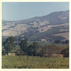 Vineyard near Asti, California, 1970 (Digital Object)
