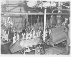 Processing line at the California Poultry, Incorporated, Fulton, California, 1958 (Digital Object)