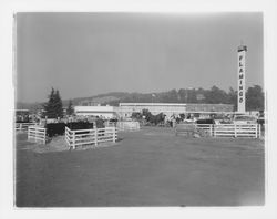 Cattle at the Flamingo on exhibit at a Beef Council Convention, Santa Rosa, California, 1958 (Digital Object)