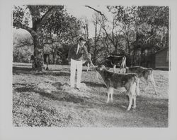 Future Farmers of America members with their cattle, Santa Rosa, California, 1959 (Digital Object)