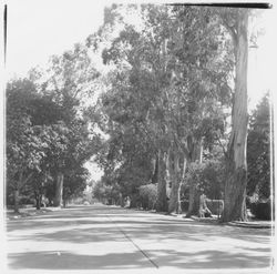 McDonald Avenue, Santa Rosa, California, 1958 (Digital Object)