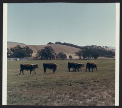 Cattle in field, Petaluma, California, 1970 (Digital Object)