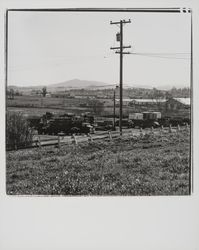 Wickes Lumber, Petaluma, California, 1977 (Digital Object)