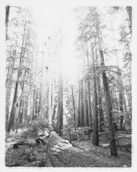 Redwood grove at Armstrong State Park, Guerneville, California, 1957 (Digital Object)