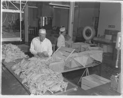 Chicken fryer boxing line at the California Poultry, Incorporated, Fulton, California, 1958 (Digital Object)