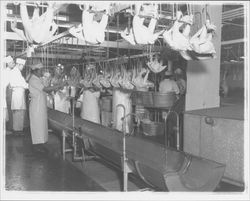 Workers and chicken carcasses at the California Poultry, Incorporated, Fulton, California, 1958 (Digital Object)