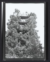 Redwood tower, Camp Meeker, California, 1936 (Digital Object)