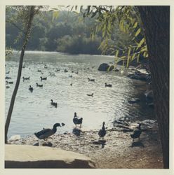 Canadian geese and ducks at Spring Lake, Santa Rosa, California, 1970 (Digital Object)