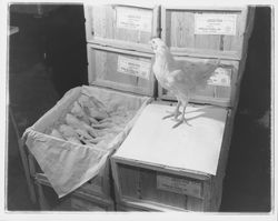 Boxed chicken fryers and a live chicken at the California Poultry, Incorporated, Fulton, California, 1958 (Digital Object)