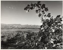 Kunde vineyards, Kenwood, California, 1980 (Digital Object)