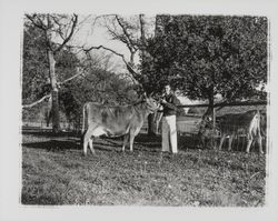 Future Farmers of America members with their cattle, Santa Rosa, California, 1959 (Digital Object)