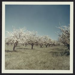 Prune orchard, Healdsburg, California, 1970 (Digital Object)